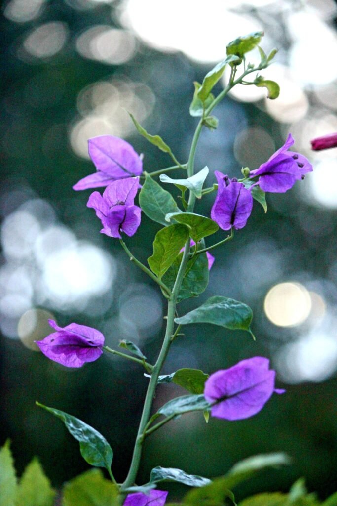image of a lilac flower captured by Jainish Soni
