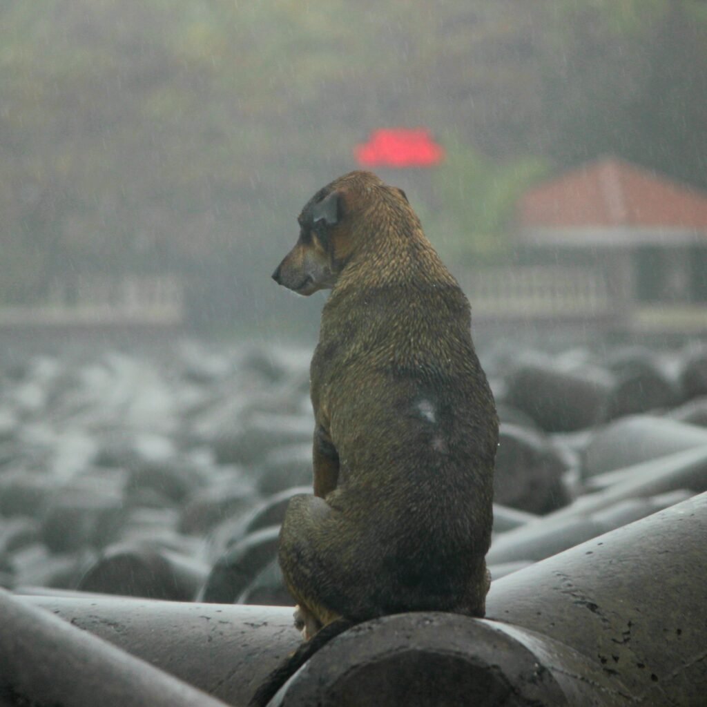 image of a dog sitting near the sea in Mumbai during monsoon captured by Jainish Soni
