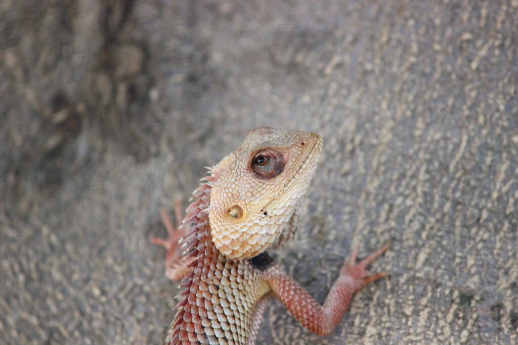 image of a lizard captured by Jainish Soni