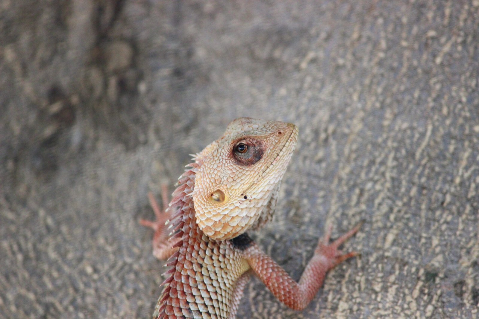 image of a lizard captured by Jainish Soni