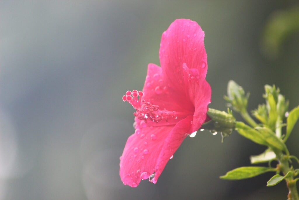 image of a pink flower during monsoon captured by Jainish Soni
