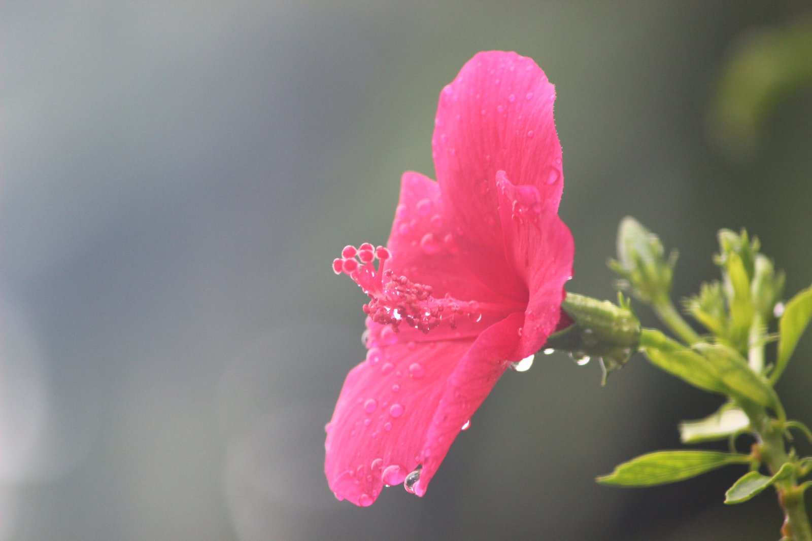 image of a pink flower during monsoon captured by Jainish Soni