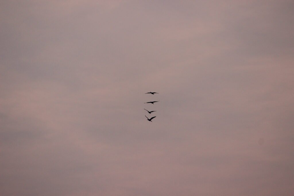 image of four birds aligned while flying during the sunset captured by Jainish Soni