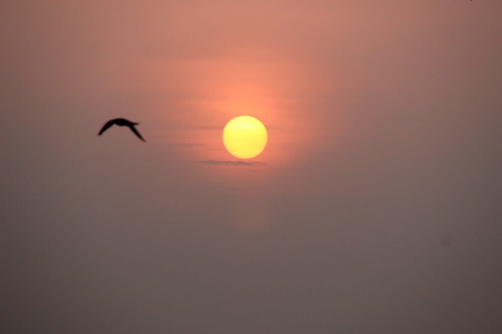 image of a bird during sunset captured by Jainish Soni